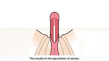 The male orgasm explained